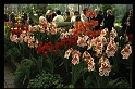 11.Keukenhof apr 1973